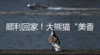 順利回家！大熊貓“美香”一家正在適應(yīng)新環(huán)境新生活