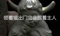 領著貓出門它會跟著主人走嗎