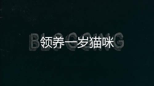 領養一歲貓咪