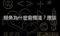 鯨魚為什麼會擱淺？應該送牠們回大海嗎？