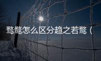 騖鶩怎么區(qū)分趨之若鶩（騖和鶩的區(qū)別）