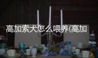 高加索犬怎么喂養(高加索犬幼犬怎么喂養)