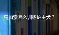 高加索怎么訓練護主犬？高加索的護主缺點