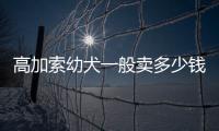 高加索幼犬一般賣多少錢(高加索幼犬怎樣飼養)