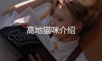 高地貓咪介紹