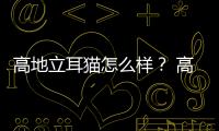 高地立耳貓怎么樣？ 高地折耳貓好養嗎