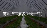 高地折耳貓多少錢一只(高地折耳貓是什么品種)
