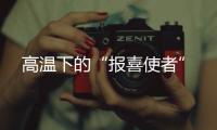 高溫下的“報喜使者”