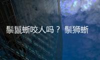 鬃鬣蜥咬人嗎？ 鬃獅蜥蜴咬人嗎