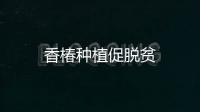 香椿種植促脫貧