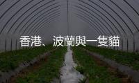香港、波蘭與一隻貓