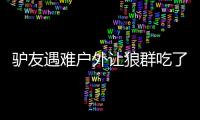 驢友遇難戶外讓狼群吃了（驢友遇難）