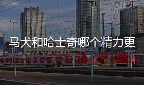 馬犬和哈士奇哪個精力更旺盛