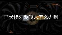 馬犬換牙期咬人怎么辦啊(馬犬換牙期間注意什么)