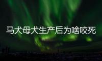 馬犬母犬生產后為啥咬死小狗