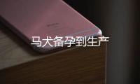馬犬備孕到生產(chǎn)