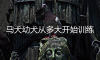 馬犬幼犬從多大開始訓(xùn)練 馬犬幾個(gè)月訓(xùn)練最好