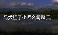 馬犬膽子小怎么調(diào)整(馬犬翻腸子怎么辦)