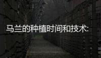 馬蘭的種植時間和技術:廣西馬蘭種苗