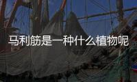 馬利筋是一種什么植物呢 馬利筋有什么作用呢