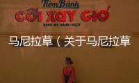 馬尼拉草（關(guān)于馬尼拉草的基本情況說明介紹）
