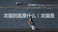 龍貓到底是什么（龍貓是貓嗎）