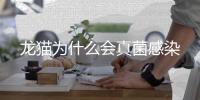 龍貓為什么會真菌感染