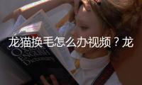 龍貓換毛怎么辦視頻？龍貓換毛期怎么清理干凈