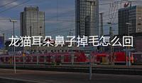 龍貓耳朵鼻子掉毛怎么回事啊(龍貓耳朵塌下來是什么原因)