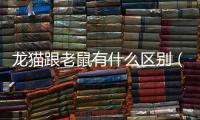 龍貓跟老鼠有什么區別（龍貓是貓還是老鼠）