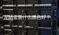 龍睛金魚什么顏色好？ 龍睛金魚