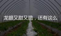 龍眼又甜又脆，還有這么多營養，怪不得那么多人喜歡