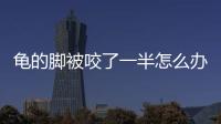 龜?shù)哪_被咬了一半怎么辦(被龜咬出血了怎么辦啊)