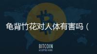 龜背竹花對人體有害嗎（龜背竹花有沒有毒性）