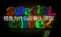 鱈魚為什么沒有頭 原因你知道多少
