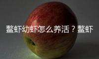 鰲蝦幼蝦怎么養活？鰲蝦苗子怎么飼養