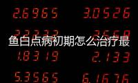 魚白點病初期怎么治療最好？魚白點病怎么治療最好