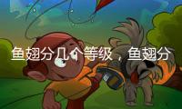 魚翅分幾個等級，魚翅分類及等級