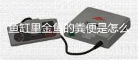 魚缸里金魚的糞便是怎么排出來的呢？金魚的糞便怎么處理