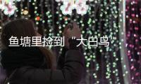 魚塘里撿到“大白鳥”，竟然是小天鵝