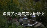魚得了水霉病怎么治最快（水霉病怎么治最快）