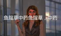 魚腥草中藥魚腥草，中藥魚腥草的介紹