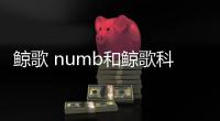 鯨歌 numb和鯨歌科技用的什么軟件啊的詳細(xì)介紹
