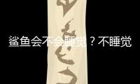 鯊魚會(huì)不會(huì)睡覺(jué)？不睡覺(jué)他在做什么？睡覺(jué)？它是怎么睡覺(jué)的？