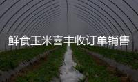 鮮食玉米喜豐收訂單銷售已上市