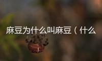 麻豆為什么叫麻豆（什么是麻豆）