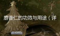麝香仁的功效與用途（詳細介紹麝香仁的藥用價值）