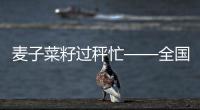 麥子菜籽過秤忙——全國夏糧收購工作綜述