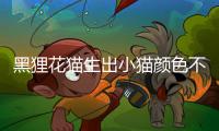 黑貍花貓生出小貓顏色不一樣  貍花貓生出來黑色的小貓