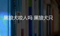 黑狼犬咬人嗎 黑狼犬只認一個主人嗎